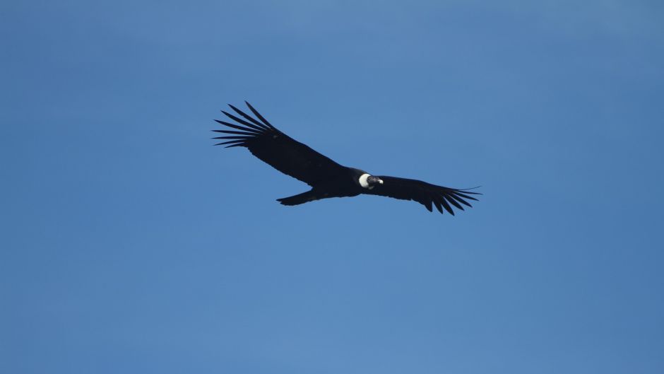 Condor, Guia de Fauna. RutaChile.   - COLOMBIA