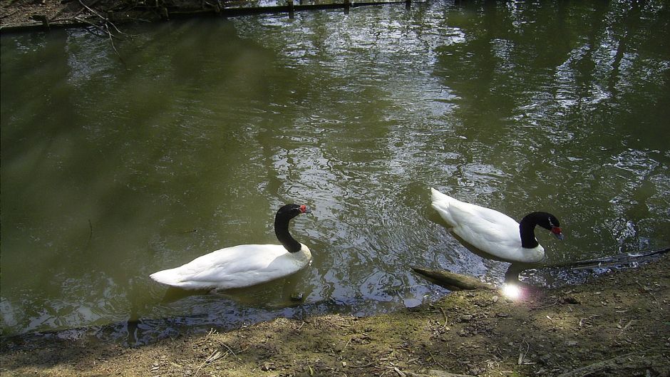 Cisne de Cuello Negro, Guia de Fauna. RutaChile.   - 