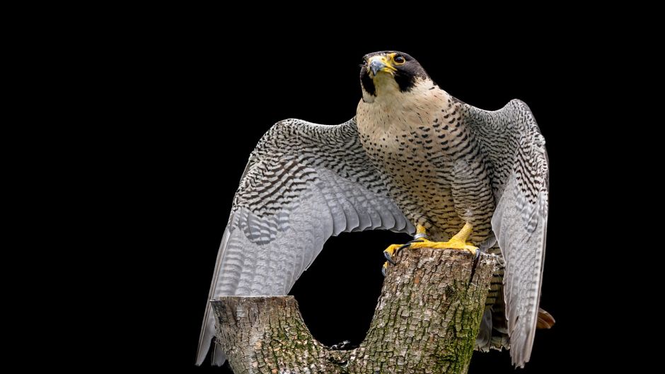 Halcon Peregrino Austral, Guia de Fauna. RutaChile.   - BOLIVIA