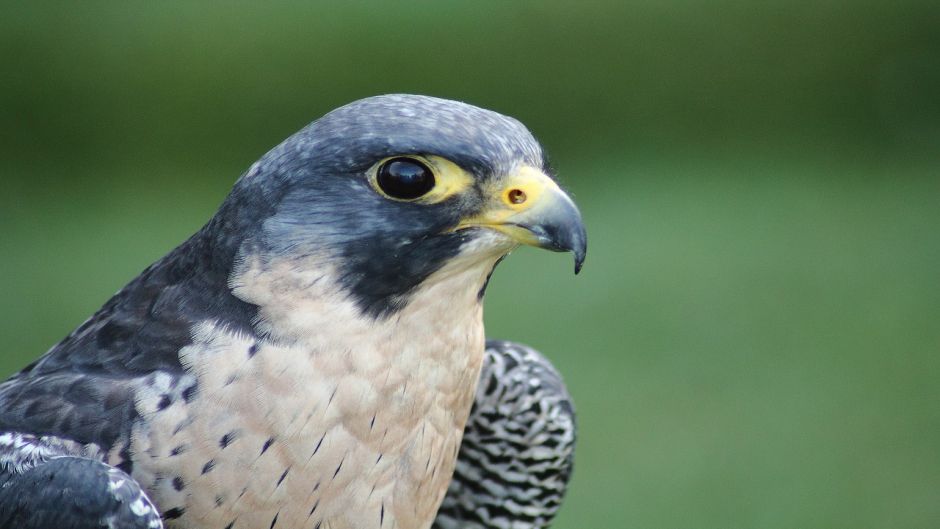 Halcon Peregrino Austral, Guia de Fauna. RutaChile.   - CHILE