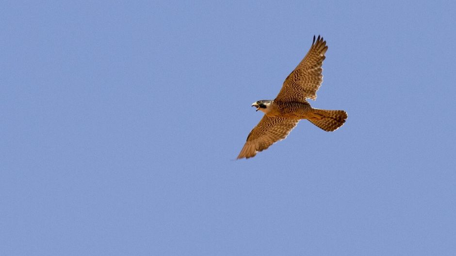 Halcon Peregrino Austral, Guia de Fauna. RutaChile.   - 