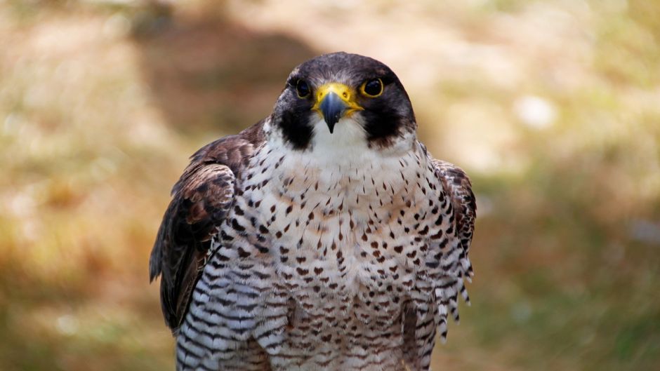 Halcon Peregrino Austral, Guia de Fauna. RutaChile.   - ECUADOR