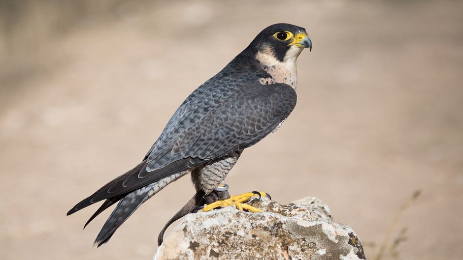 Halcon Peregrino Austral, Guia de Fauna. RutaChile.   - 