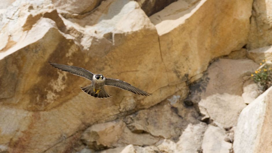 Halcon Peregrino Austral, Guia de Fauna. RutaChile.   - BOLIVIA