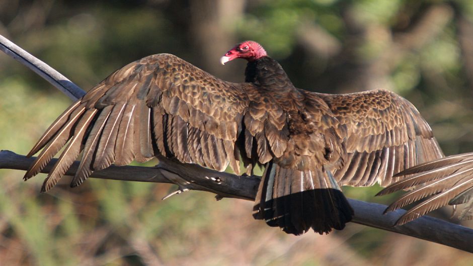 Jote de cabeza colorada, Guia de Fauna. RutaChile.   - PARAGUAY