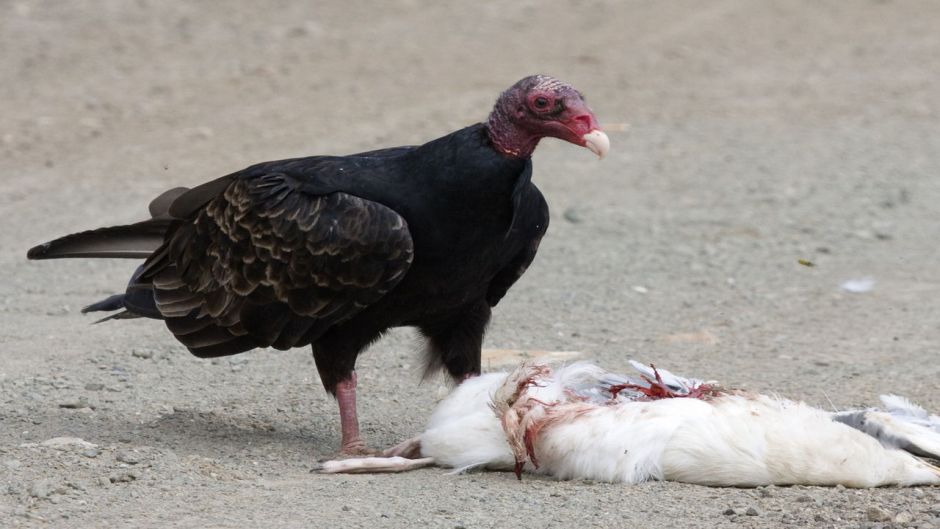 Jote de cabeza colorada, Guia de Fauna. RutaChile.   - ESTADOS UNIDOS