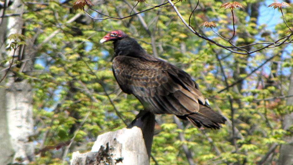 Jote de cabeza colorada, Guia de Fauna. RutaChile.   - NICARAGUA