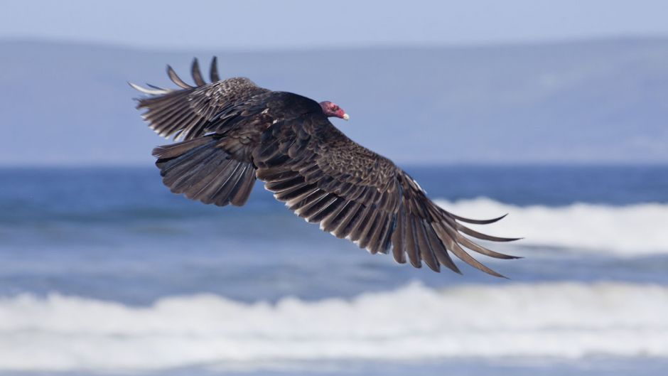 Jote de cabeza colorada, Guia de Fauna. RutaChile.   - ESTADOS UNIDOS