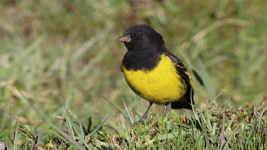 Jilguero Cordillerano, Guia de Fauna. RutaChile.   - ARGENTINA