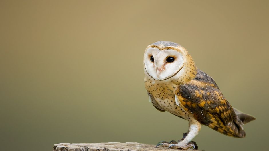 Lechuza, Guia de Fauna. RutaChile.   - SUD AFRICA