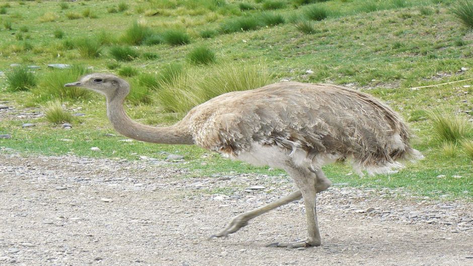 Ñandu de Magallanes, Guia de Fauna. RutaChile.   - ARGENTINA