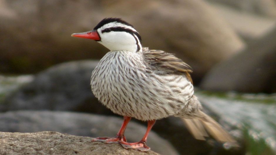 Pato Cortacorrientes, Guia de Fauna. RutaChile.   - PERU