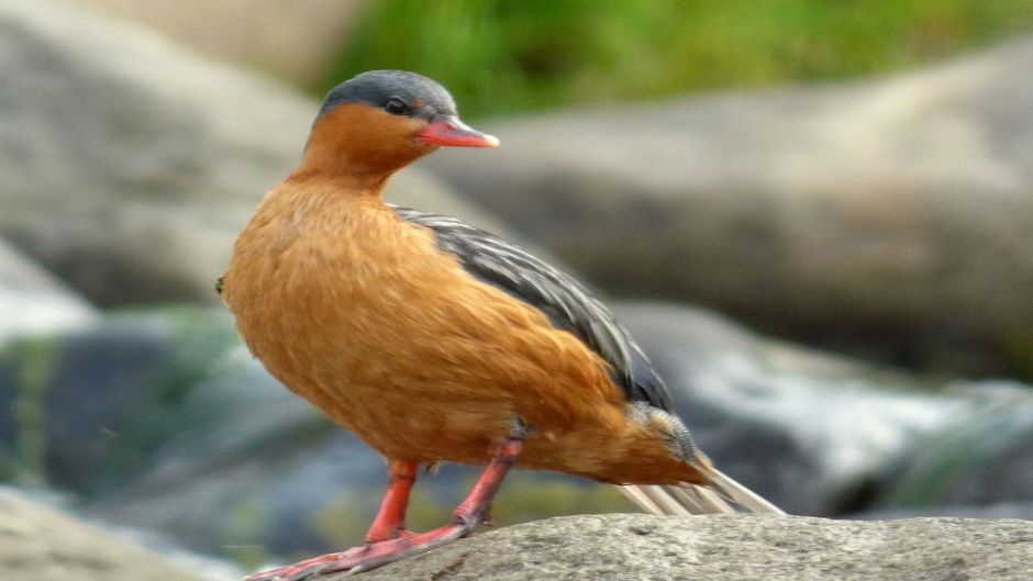 Pato Cortacorrientes, Guia de Fauna. RutaChile.   - PERU