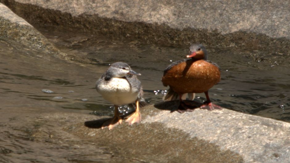 Pato Cortacorrientes, Guia de Fauna. RutaChile.   - ECUADOR