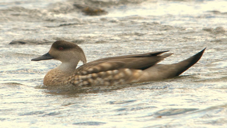 Pato Juarjal, Guia de Fauna. RutaChile.   - BOLIVIA