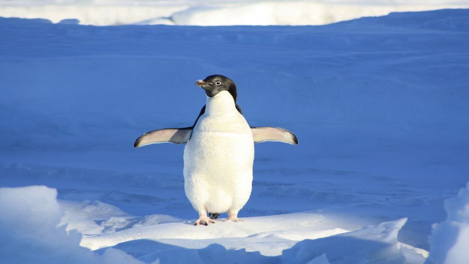 Pinguino de Adelaida, Guia de Fauna. RutaChile.   - 