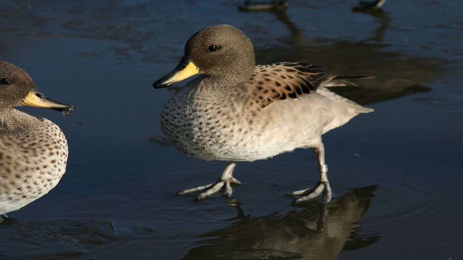 Pato jergón chico, Guia de Fauna. RutaChile.   - BOLIVIA