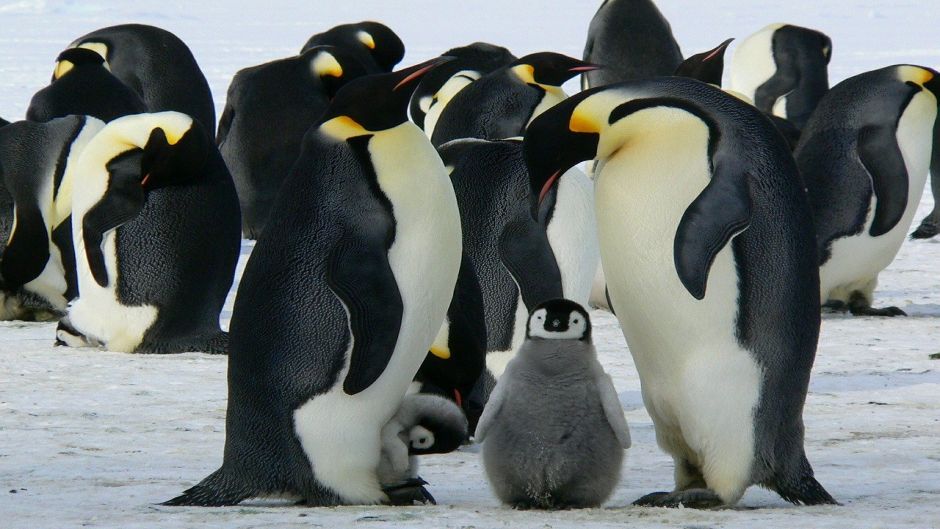 Pingüino emperador, Guia de Fauna. RutaChile.   - 