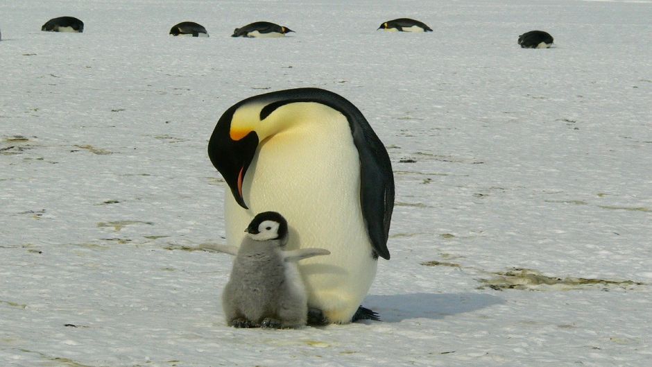 Pingüino emperador, Guia de Fauna. RutaChile.   - CHILE