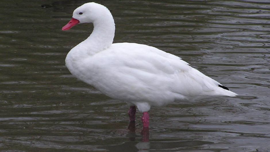 Cisne Coscoroba, Guia de Fauna. RutaChile.   - 