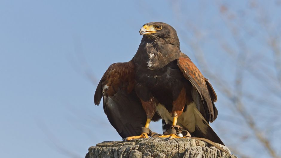 Peuco, Guia de Fauna. RutaChile.   - CHILE