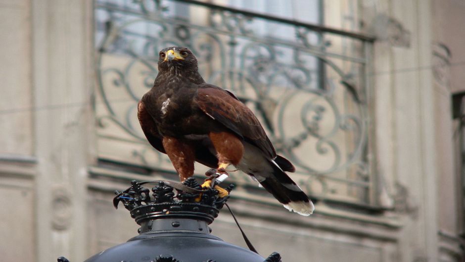 Peuco, Guia de Fauna. RutaChile.   - URUGUAY