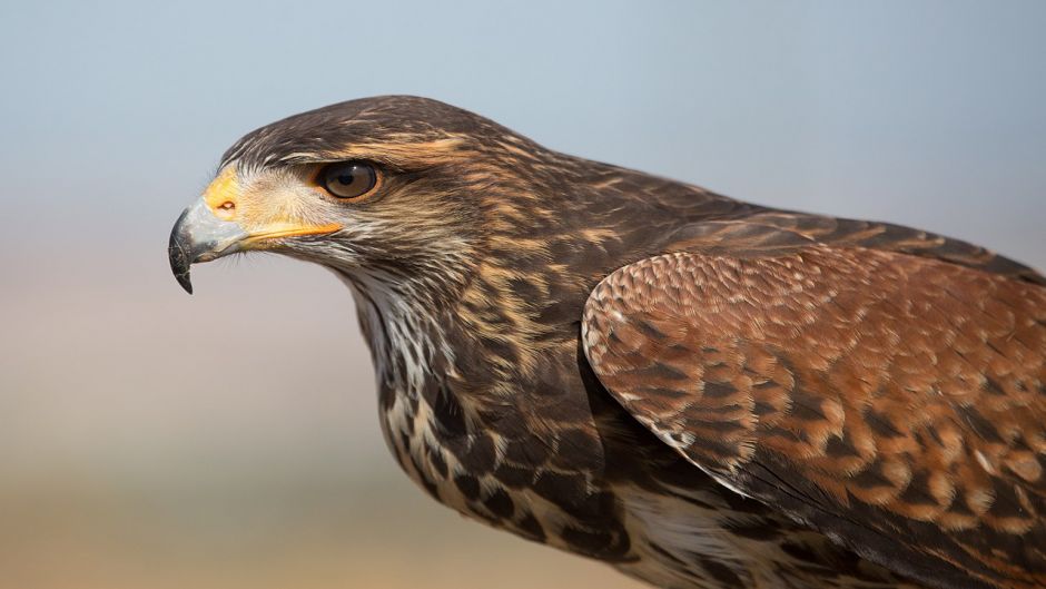 Peuco, Guia de Fauna. RutaChile.   - BOLIVIA