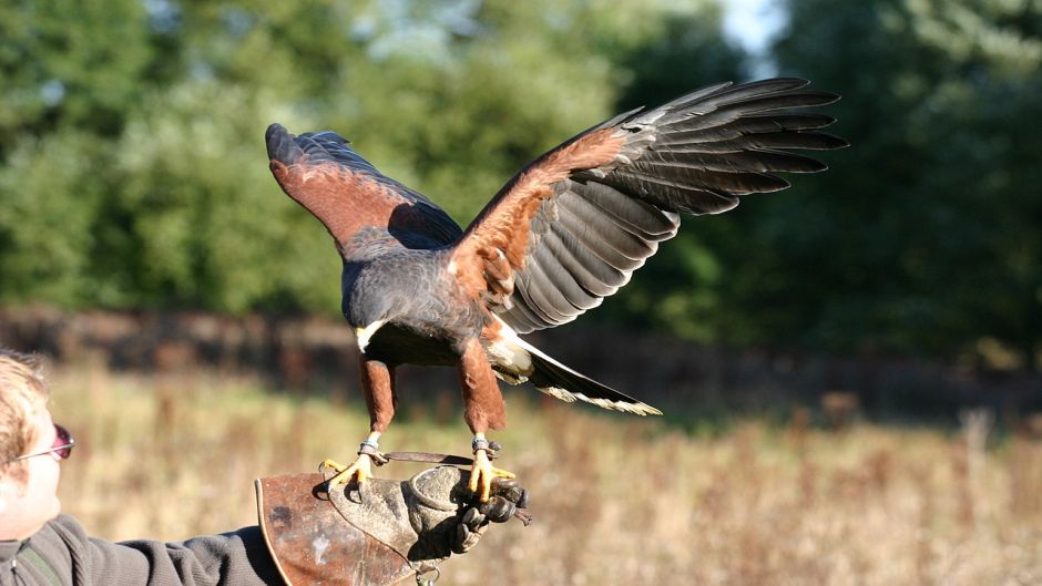 Peuco, Guia de Fauna. RutaChile.   - BOLIVIA