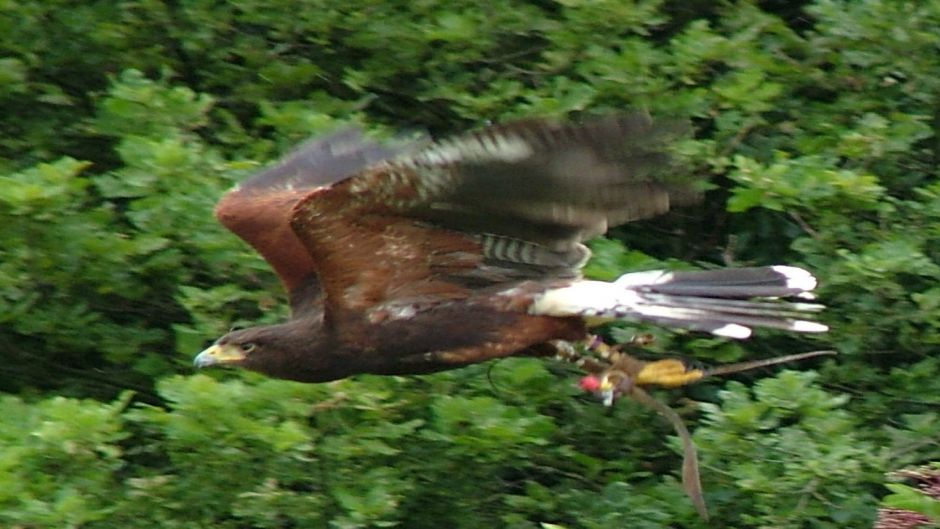 Peuco, Guia de Fauna. RutaChile.   - CHILE