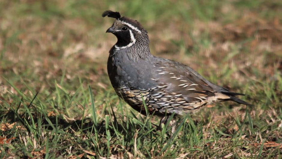 Codorniz, Guia de Fauna. RutaChile.   - BRASIL