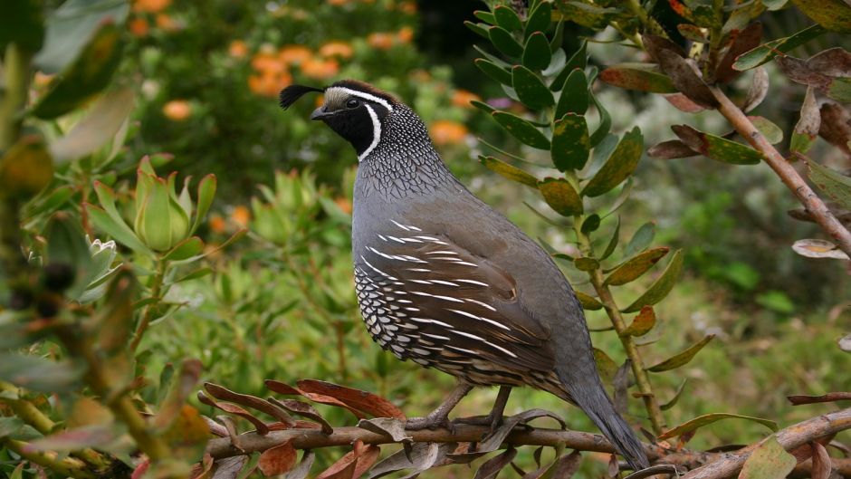 Codorniz, Guia de Fauna. RutaChile.   - NORUEGA