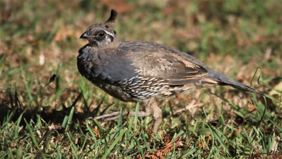 Codorniz, Guia de Fauna. RutaChile.   - 