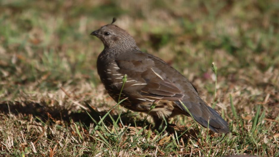 Codorniz, Guia de Fauna. RutaChile.   - CHILE