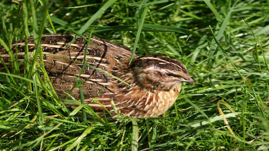 Codorniz, Guia de Fauna. RutaChile.   - 