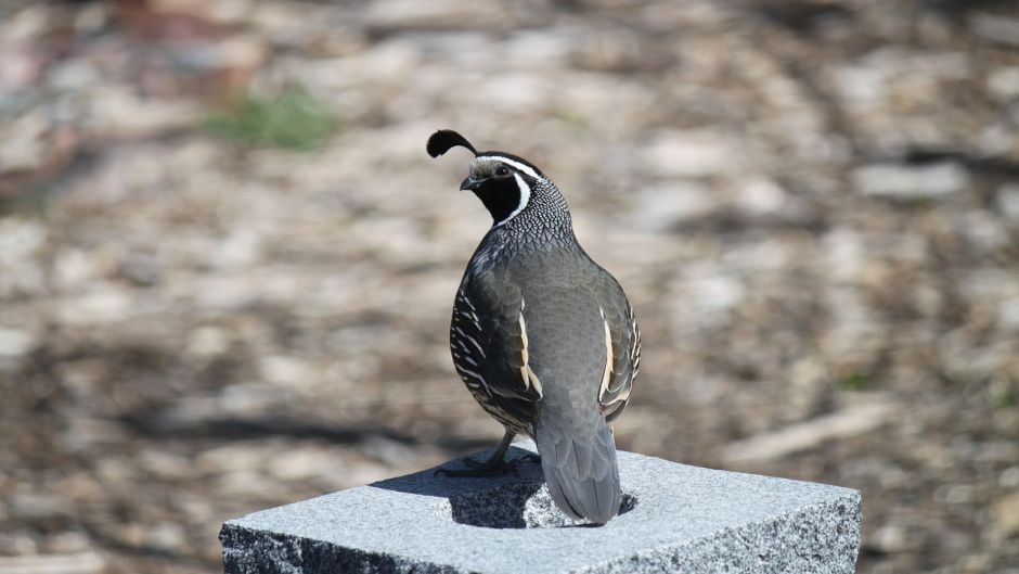 Codorniz, Guia de Fauna. RutaChile.   - 