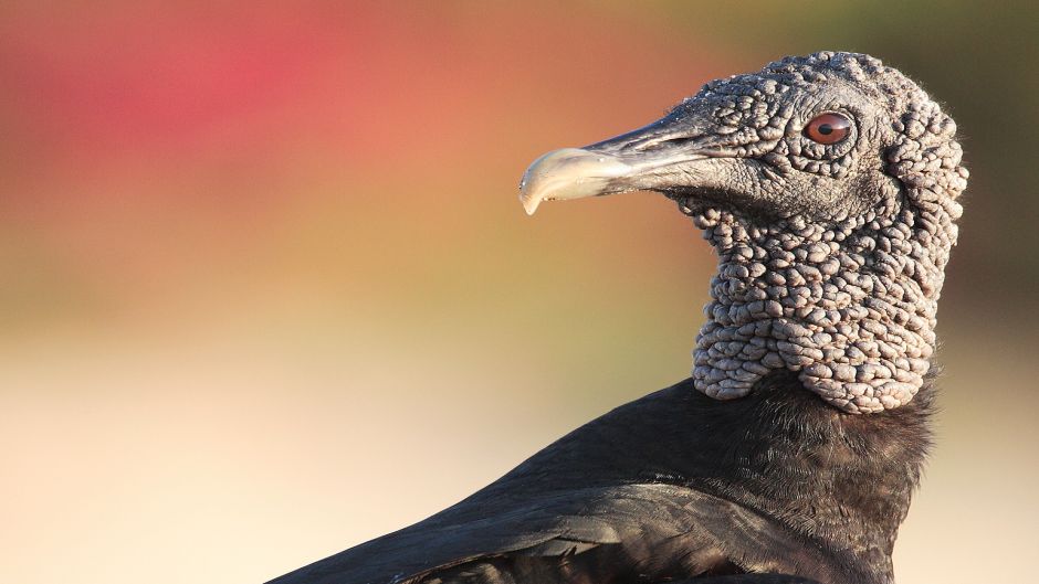 Jote de cabeza negra, Guia de Fauna. RutaChile.   - 