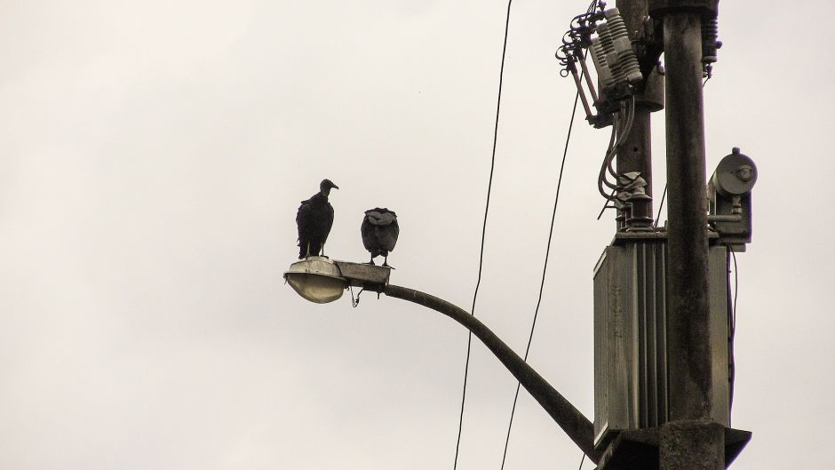 Jote de cabeza negra, Guia de Fauna. RutaChile.   - 