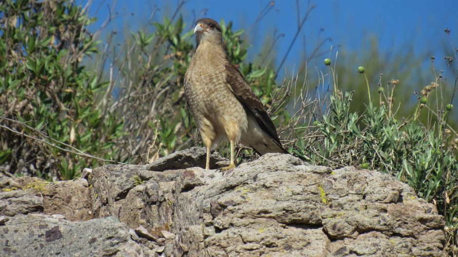 Tiuque, Guia de Fauna. RutaChile.   - PARAGUAY