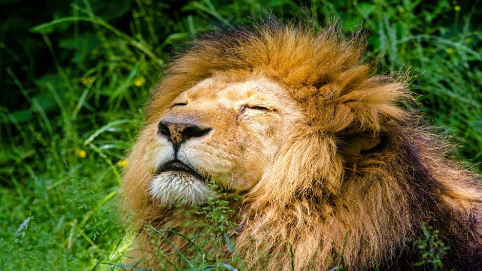 León, Guia de Fauna. RutaChile.   - 