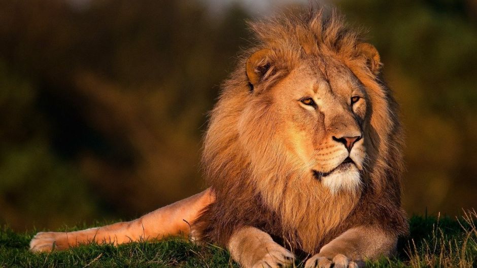 León, Guia de Fauna. RutaChile.   - SUD AFRICA