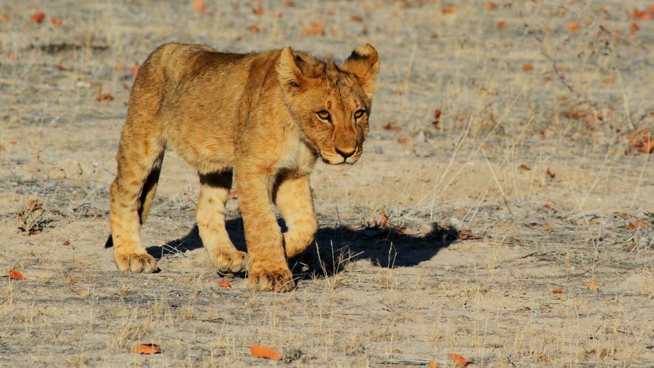 León, Guia de Fauna. RutaChile.   - INDIA