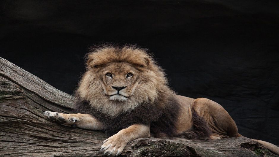 León, Guia de Fauna. RutaChile.   - CONGO