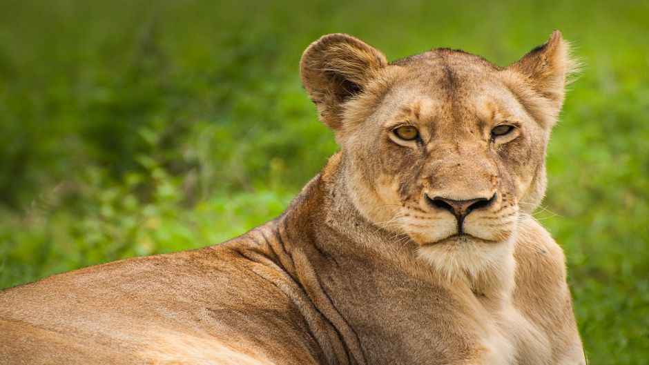 León, Guia de Fauna. RutaChile.   - CONGO