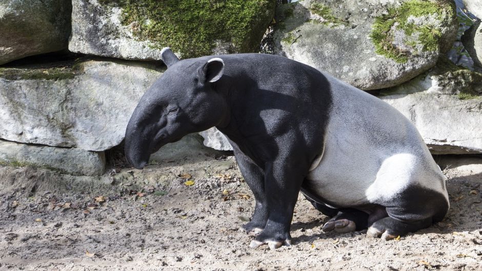 Tapir, Guia de Fauna. RutaChile.   - PARAGUAY