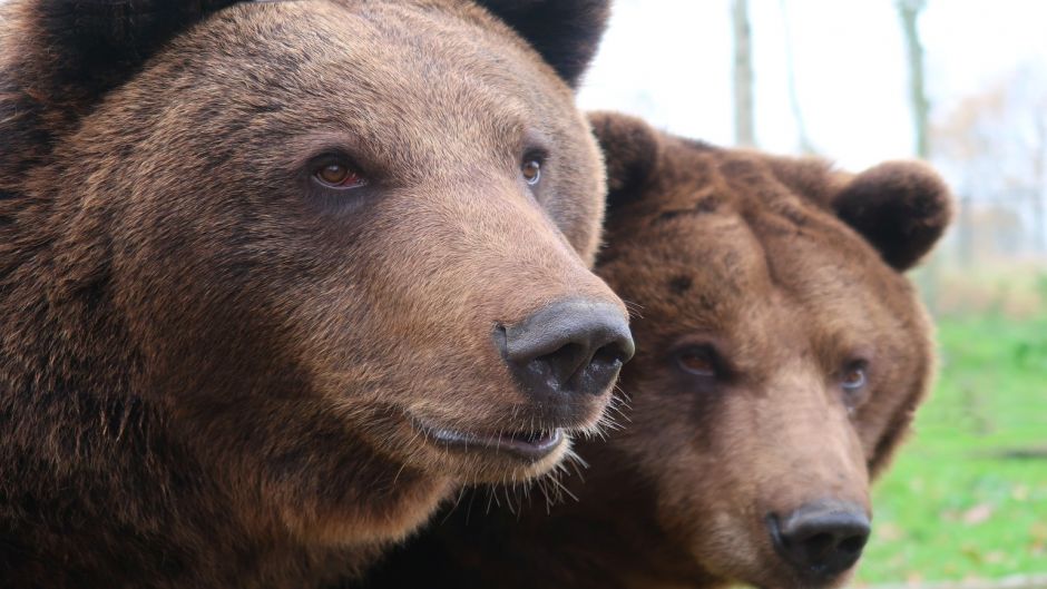 Oso Pardo.   - RUSIA