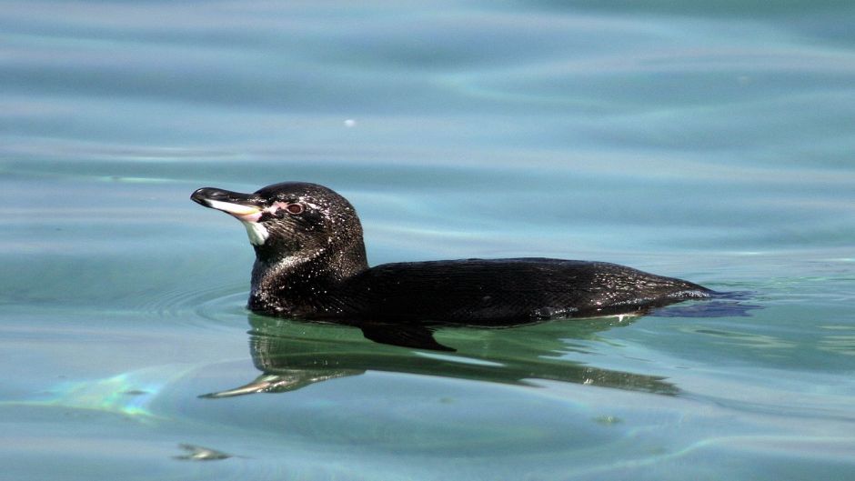 Pingüino de las Galápagos, Guia de Fauna. RutaChile.   - ECUADOR