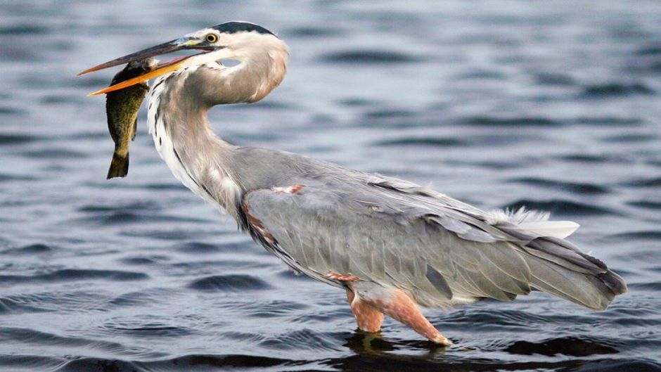 Garza ceniza, Guia de Fauna. RutaChile.   - ESTADOS UNIDOS