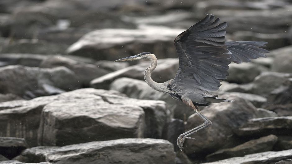 Garza ceniza, Guia de Fauna. RutaChile.   - CANADA