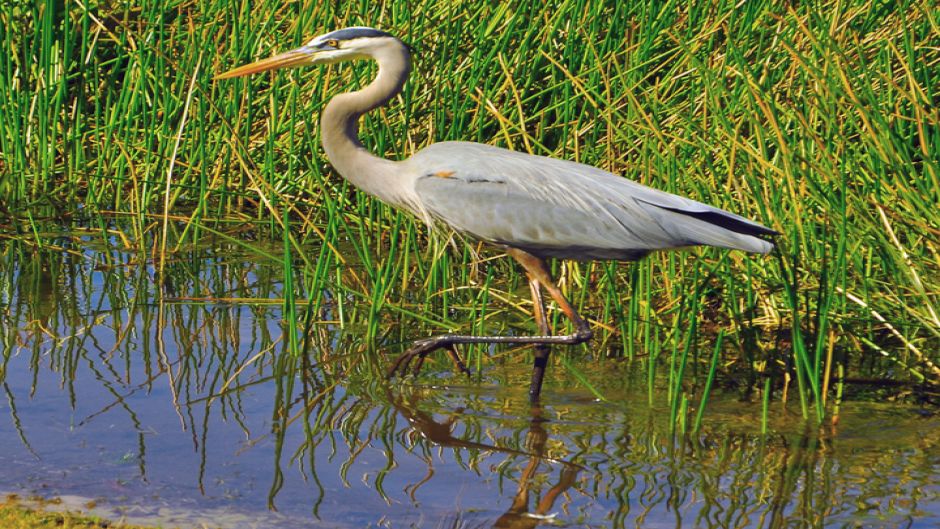 Garza ceniza, Guia de Fauna. RutaChile.   - CUBA