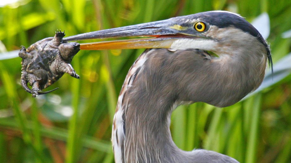 Garza ceniza, Guia de Fauna. RutaChile.   - ECUADOR